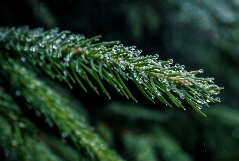 Bliskość natury  - Świerkowe Bielany